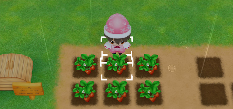 The farmer harvests Strawberries from a field in the Spring. / Story of Seasons: Friends of Mineral Town