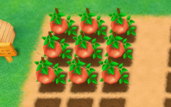 The farmer stands in front of a 3x3 field of Tomatoes. / Story of Seasons: Friends of Mineral Town