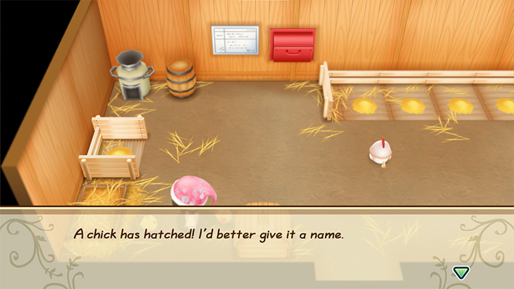 A freshly hatched chicken inside the Coop. / Story of Seasons: Friends of Mineral Town
