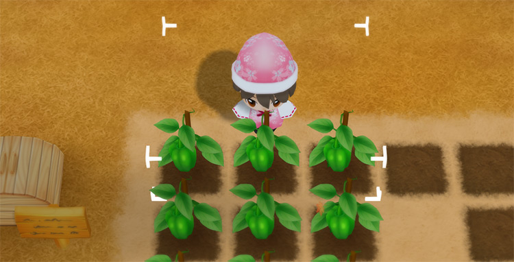 The farmer harvests Green Peppers from a field in Autumn. / Story of Seasons: Friends of Mineral Town
