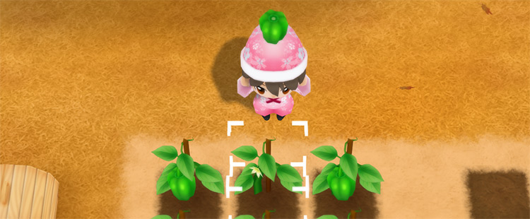 The farmer harvests Green Peppers from a field in Autumn. / Story of Seasons: Friends of Mineral Town