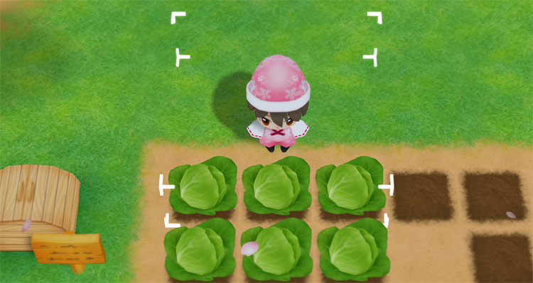 The farmer harvests Cabbages from a field in the Spring. / Story of Seasons: Friends of Mineral Town