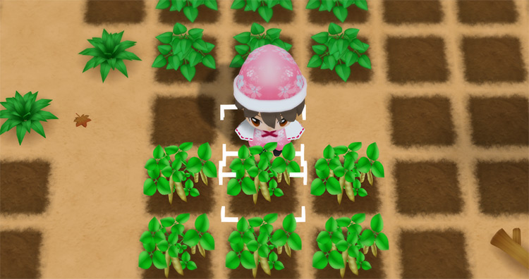 The farmer harvests Adzuki Beans from a field in Autumn. / Story of Seasons: Friends of Mineral Town