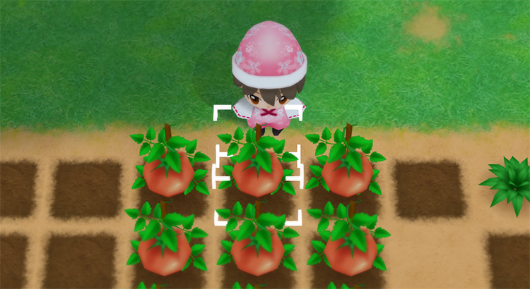 The farmer harvests Tomatoes from a field in the Summer. / Story of Seasons: Friends of Mineral Town