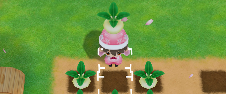 The farmer harvests Turnips from a field in Spring. / Story of Seasons: Friends of Mineral Town