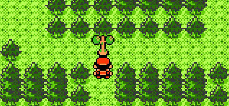 Next to the tree where you need the Squirtbottle in Pokémon Crystal