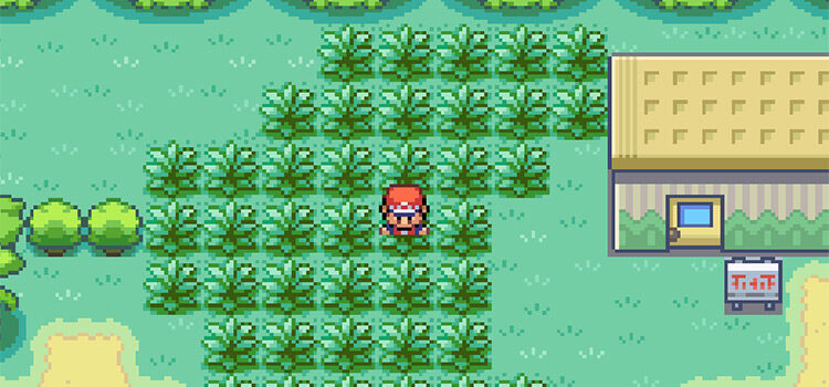 Standing in the Safari Zone in Pokémon FireRed
