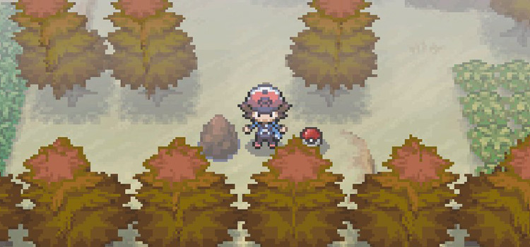 Standing in Giant Chasm Forest near TM03 (Pokémon Black)