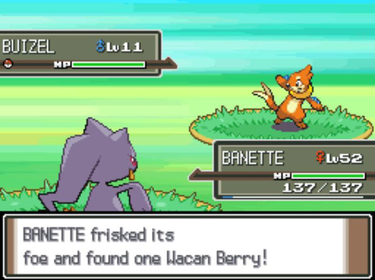 Banette Frisking a wild Buizel to determine its item / Pokémon Platinum