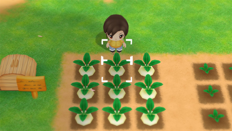 The farmer stands in front of some Turnips in Simple Mode. / Story of Seasons: Friends of Mineral Town