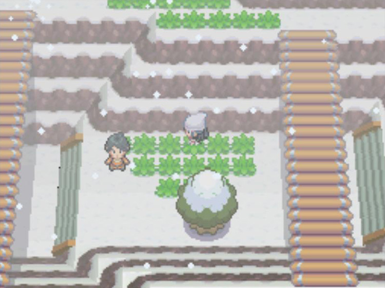 Searching for wild Snover on Route 216. / Pokémon Platinum