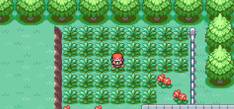 Using pickup in tall grass in Pokémon FireRed