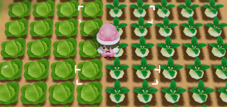 The farmer stands in the middle of a Cabbage and Turnip field / SoS: FoMT