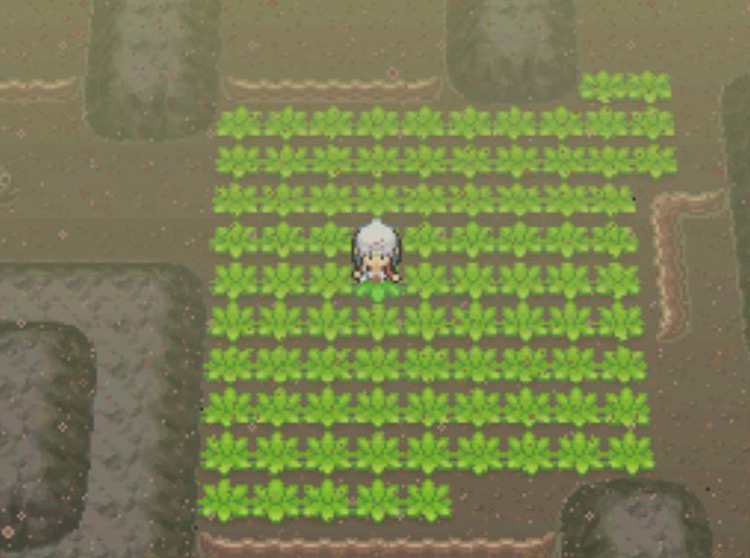 Searching for Weezing in the tall grasses of Route 227. / Pokémon Platinum