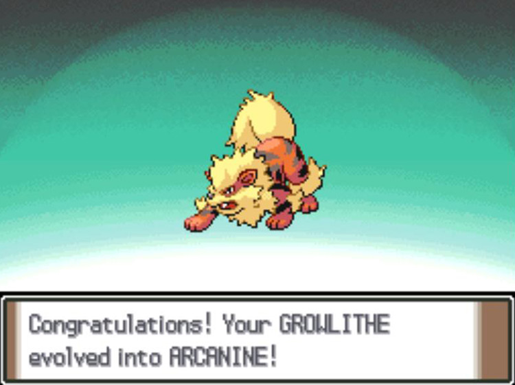 The newly-evolved Arcanine / Pokémon Platinum