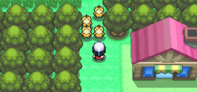 The Psyducks blocking the path to Celestic Town