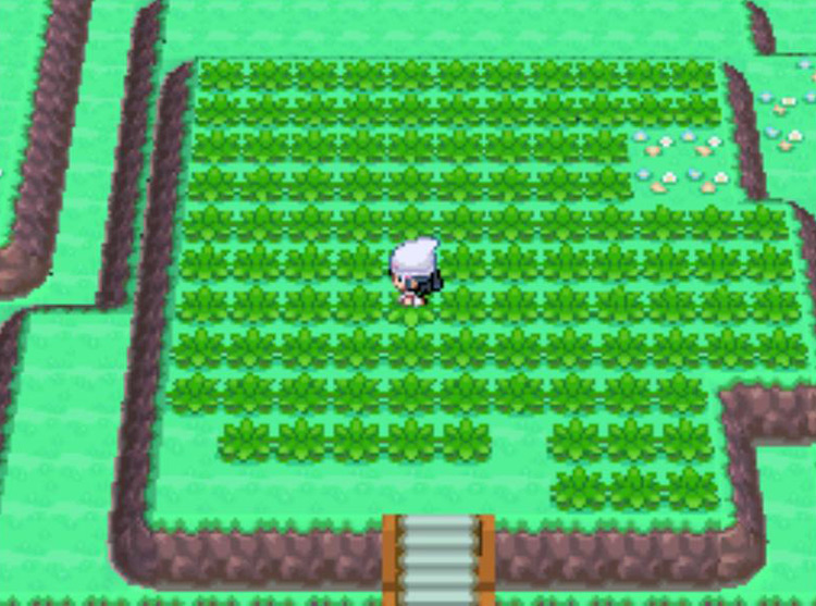 Searching for wild Ditto in the Trophy Garden. / Pokémon Platinum