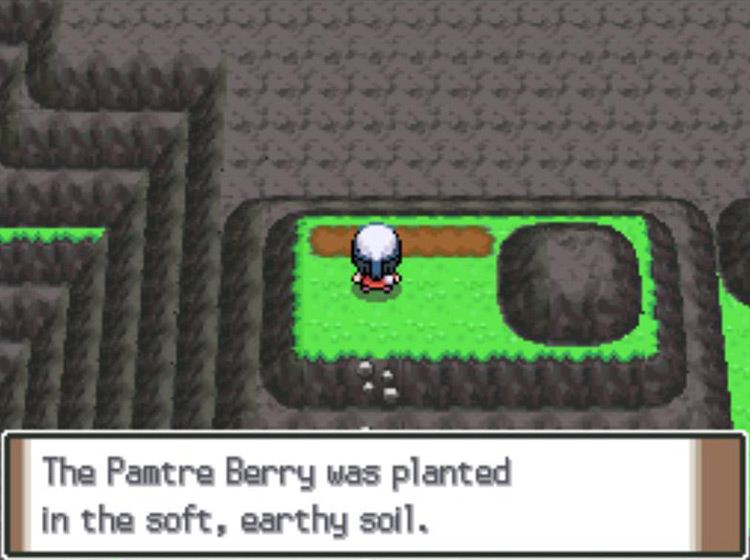 Planting a Pamtre Berry / Pokémon Platinum