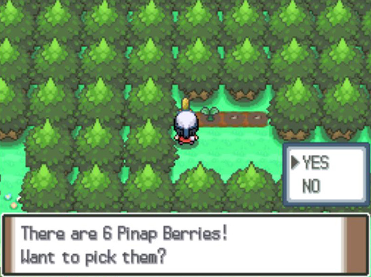 Harvesting an increased Berry yield due to frequent watering with the Sprayduck / Pokémon Platinum