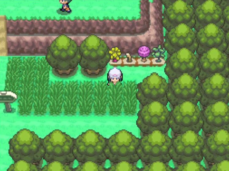 The four Berry Plots at the southeastern end of Route 210 / Pokémon Platinum