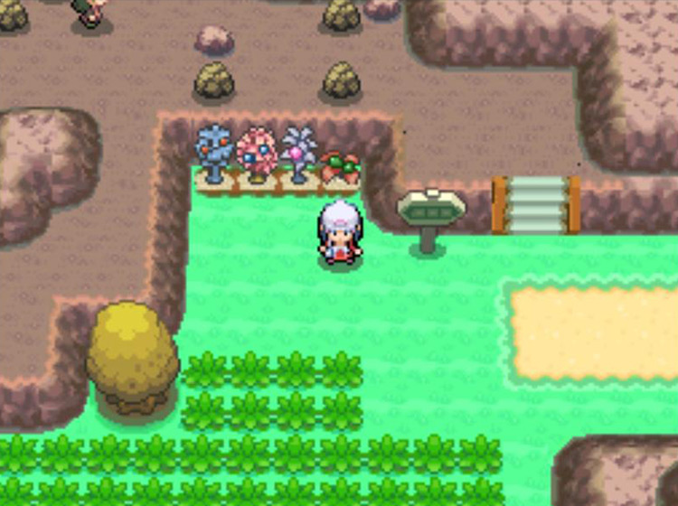 The four Berry Plots that are located a brief walk west of Celestic Town / Pokémon Platinum