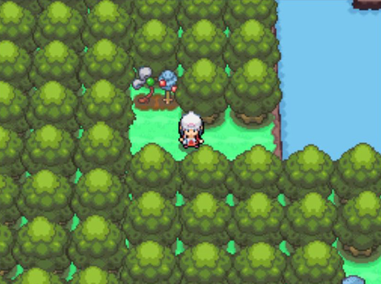 The two Berry Plots to the south of the Pokémon Mansion / Pokémon Platinum