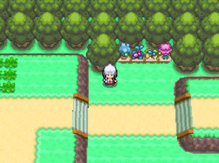 The four Berry Plots between the Hotel Grand Lake and Sunyshore City / Pokémon Platinum