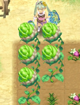 An example of a fully grown Sword or Shield Flower / RF4