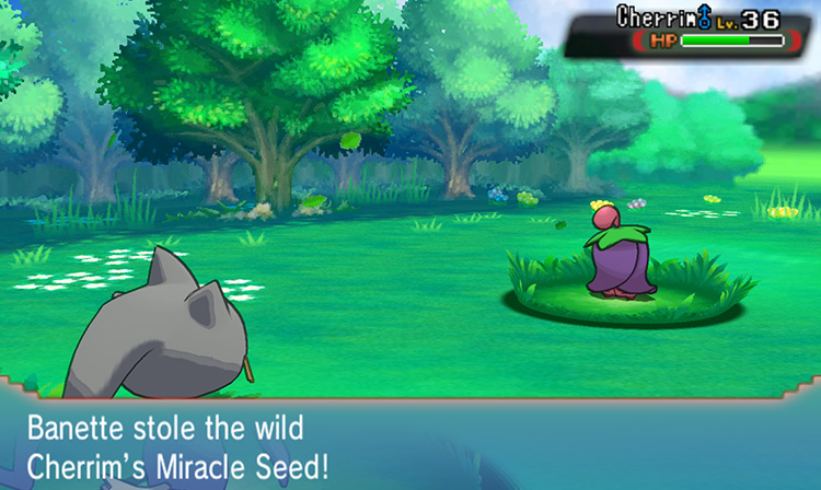 Stealing a Miracle Seed from a wild Cherrim / Pokémon ORAS