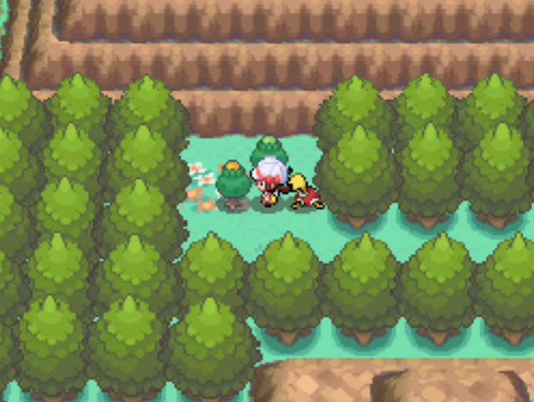 The location of the Green Apricorn tree on Route 46 / Pokémon HGSS
