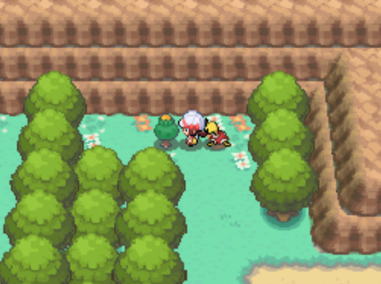 The location of the Yellow Apricorn tree on Route 8 / Pokémon HGSS