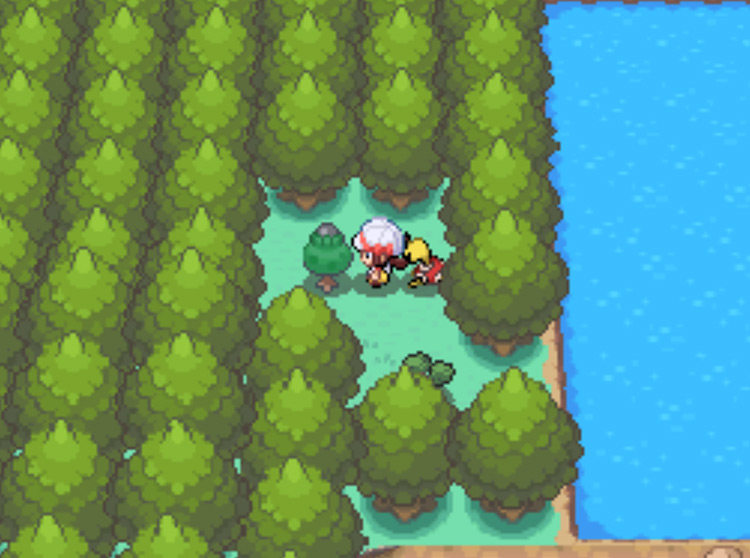 The location of the Black Apricorn tree on Route 43 / Pokémon HGSS