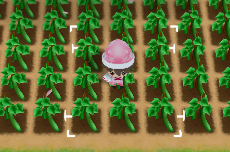 The farmer stands in the middle of a field of Cucumber plants / SoS: FoMT