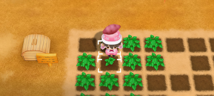 The farmer harvests Yams from a field in Autumn. / Story of Seasons: Friends of Mineral Town