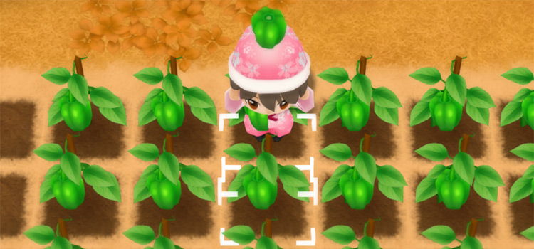 Harvesting a Green Pepper in Autumn (SoS:FoMT)