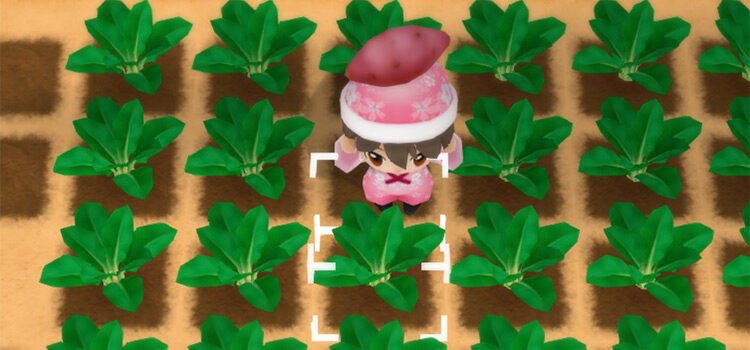 Harvesting Spinach in Story of Seasons: Friends of Mineral Town