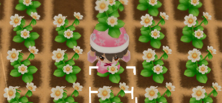 Growing Moondrop Flowers on the farm in SoS:FoMT