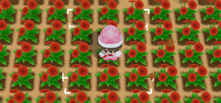 Standing in a field of Sunsweet Flowers in SoS:FoMT