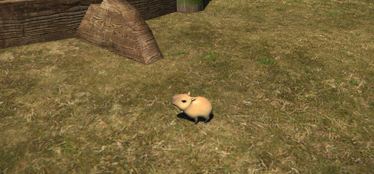 Capybara Pup at the Azim Steppe in FFXIV
