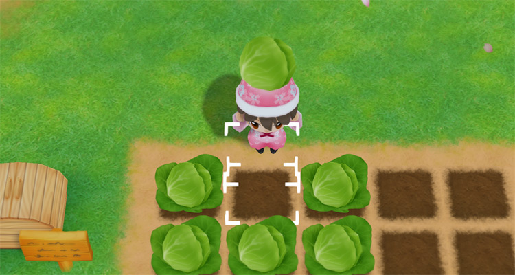 The farmer harvests Cabbages from a field in the Spring. / Story of Seasons: Friends of Mineral Town