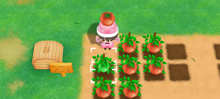 The farmer harvests Tomatoes from a field in the Summer. / Story of Seasons: Friends of Mineral Town
