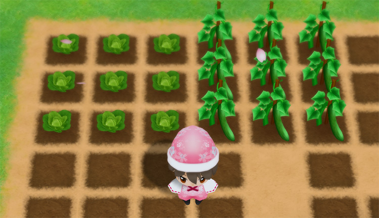 The farmer harvests Cucumbers and Cabbages from a field in the Spring. / Story of Seasons: Friends of Mineral Town